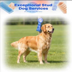 May include: A golden retriever stands on green grass, with a blue ribbon and text that reads "Exceptional Stud Dog Services" and "Breed the next champion". The dog has a light brown coat and is looking to the right.