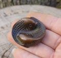 Solid copper fish tea pet sculpture / Miniature desktop decoration Ornament