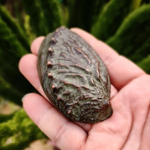 May include: A weathered, oval-shaped sculpture with a textured surface and a dark, mottled green and brown color. The sculpture has a series of small, pointed protrusions along one edge. The object is held in an open hand against a blurred green background.