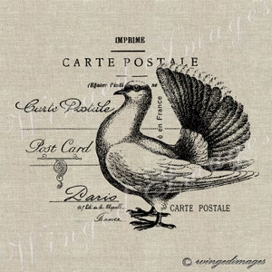 Vintage French Dove Postcard Instant Download Digital Image No.79 Iron-On Transfer to Fabric (burlap, linen) Paper Prints (cards, tags)