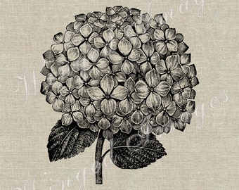 Hydrangea Blossom Instant Download Digital Image No.319 Iron-On Transfer to Fabric (burlap, linen) Paper Prints (cards, tags)