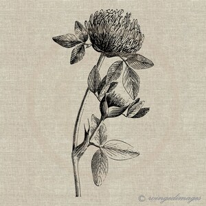 Wildblumen Klee Sofort Download Digitales Bild Nr.133 Bügelbild auf Stoff (Burlap, Leinen) Papier Drucke (Karten, Tags)