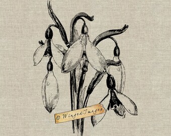 Snowdrops Instant Download Digital Image No.249 Iron-On Transfer to Fabric (burlap, linen) Paper Prints (cards, tags)