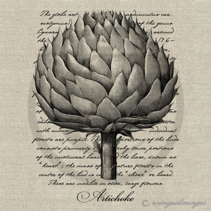 Op de afbeelding: Een zwart-witte illustratie van een artisjok. De afbeelding bevindt zich op een gestructureerde achtergrond met tekst die luidt "The globe art scolymus) Cynara the 17.6- Co of with nume Vas alter individual Sportions of the buds. eshy couer portions the base, known as ature florets in the the "choke or beard. These are inedibile in older, carge flowers. Artichoke wingedimages"