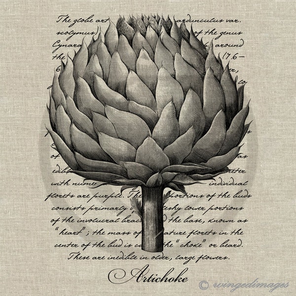 Artichoke Instant Download Digital Image No.154 Iron-On Transfer to Fabric (burlap, linen) Paper Prints (cards, tags)