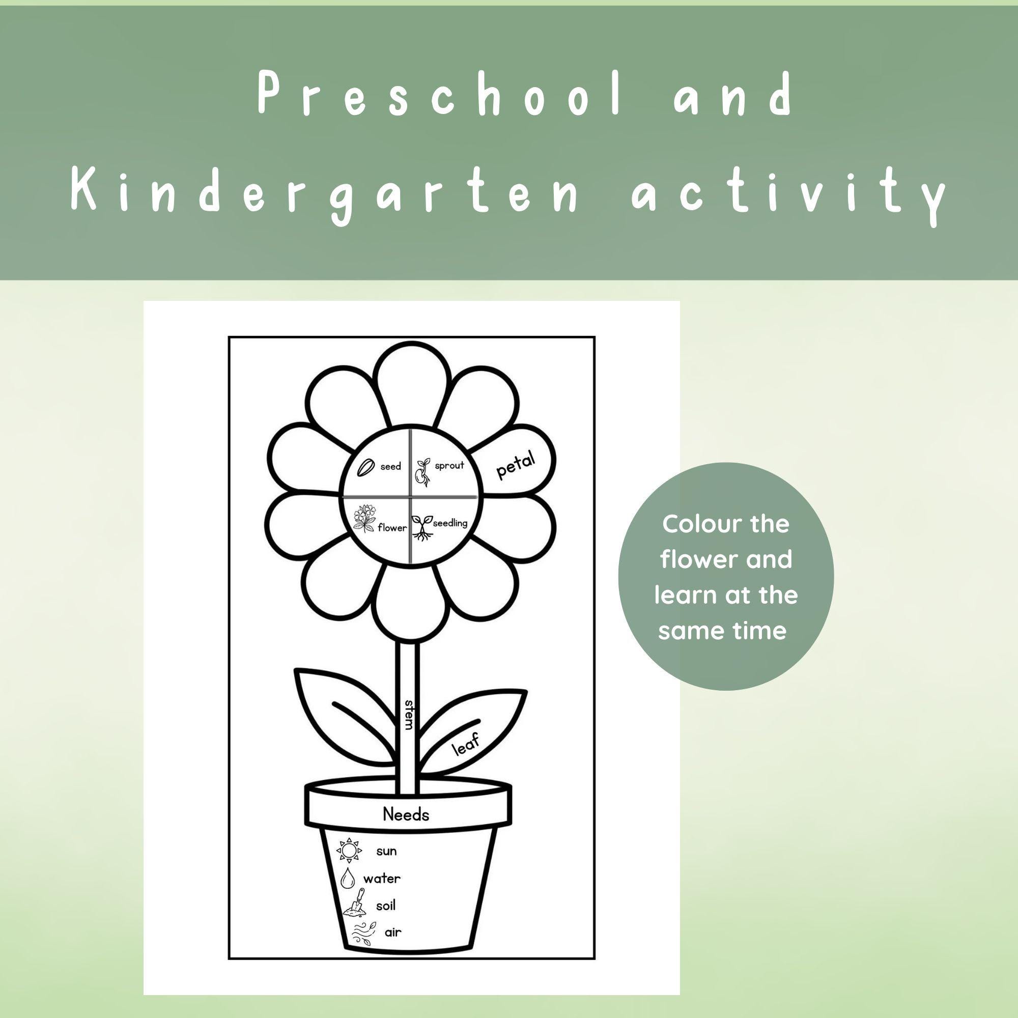 Plant Life Cycle Worksheet Printable Flower Unit Study Activity for ...