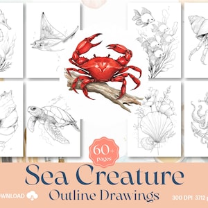 May include: A collection of sea creature outline drawings, including a seahorse, stingray, crab, fish, hermit crab, seashell, turtle, and octopus. The image also includes the text "Sea Creature Outline Drawings" and "60+ pages".