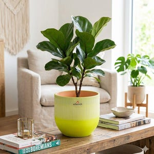 May include: A vibrant green plant in a two-tone yellow and light green ceramic pot. The pot has a ribbed texture on the top half and a smooth bottom. The plant has large, glossy green leaves. The pot sits on a wooden table with books and a candle.