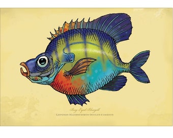 Bug-Eyed Bluegill signed print on bright paper using archival ink. 12X18”. National Award Winning work by Rich Powell