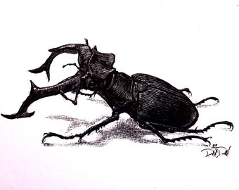 Giant Stag Beetle 8X10 Signed Print