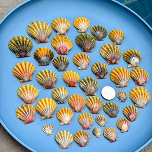 Könnte beinhalten: Eine Sammlung bunter Jakobsmuscheln auf einem blauen Teller. Die Muscheln variieren in der Größe und zeigen eine Reihe von Farben, darunter Gelb, Orange, Rosa und Grün. Eine Münze liegt zwischen den Muscheln.