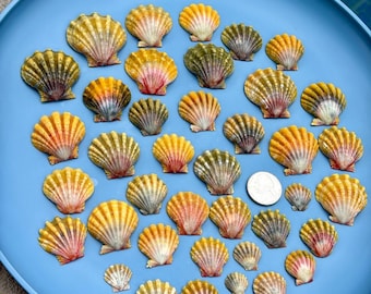 Conchiglia Sunrise 1 bellissima conchiglia Sunrise a tua scelta Rare conchiglie Sunrise hawaiane autentiche dalle Hawaii