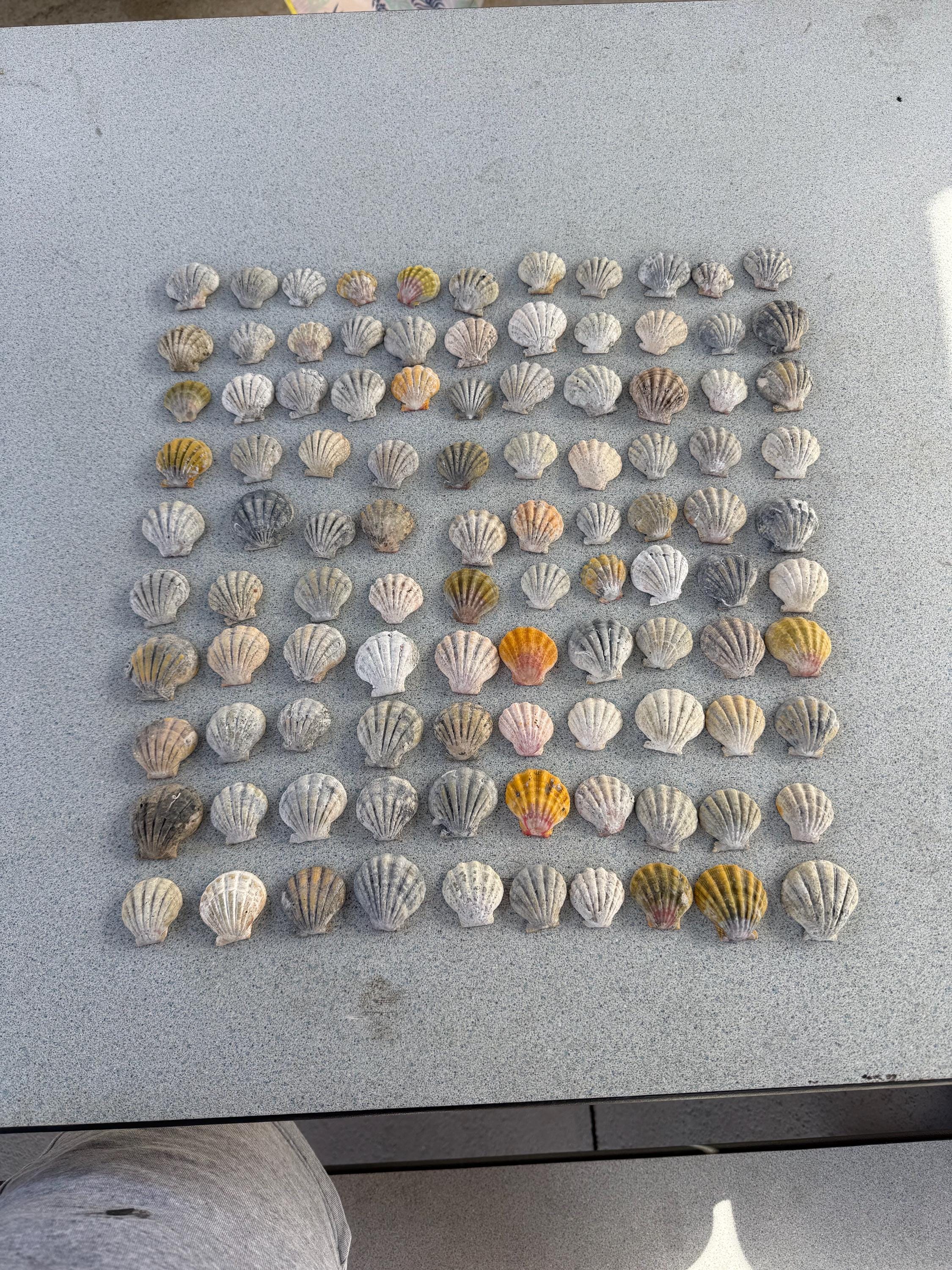 5 Beautiful Uncleaned Sunrise Shells Rare Hawaiian Authentic Sunrise ...