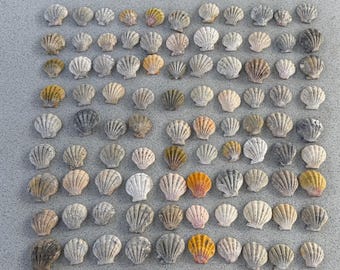 5 bellissime conchiglie Sunrise non pulite, rare conchiglie Sunrise autentiche hawaiane provenienti dalle Hawaii