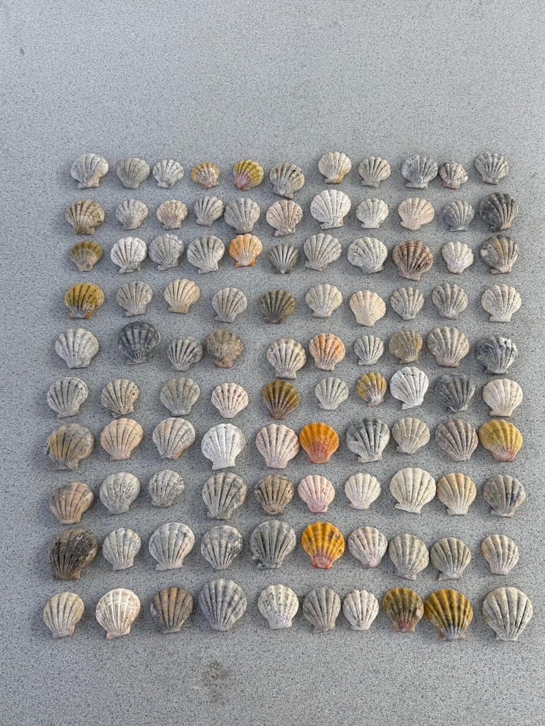 Orange Ribbed Shells 5 Beautiful Uncleaned Sunrise Shells Rare Hawaiian Authentic Sunrise ...