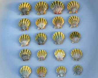 Incredibile conchiglia dell'alba a tua scelta 1 bellissima e rara conchiglia dell'alba hawaiana autentica dalle Hawaii