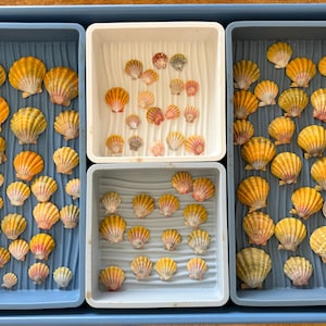 May include: An assortment of seashells in yellow, orange, and pink hues, displayed in blue and white trays. The shells are of different sizes and shapes, highlighting natural textures and colours.