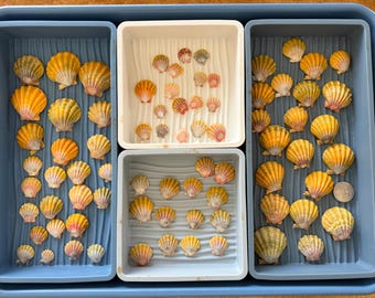 サンライズシェル ハワイ産 ナチュラルカラー - Etsy 日本