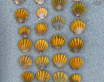 サンライズシェル ハワイ産 ナチュラルカラー - Etsy 日本