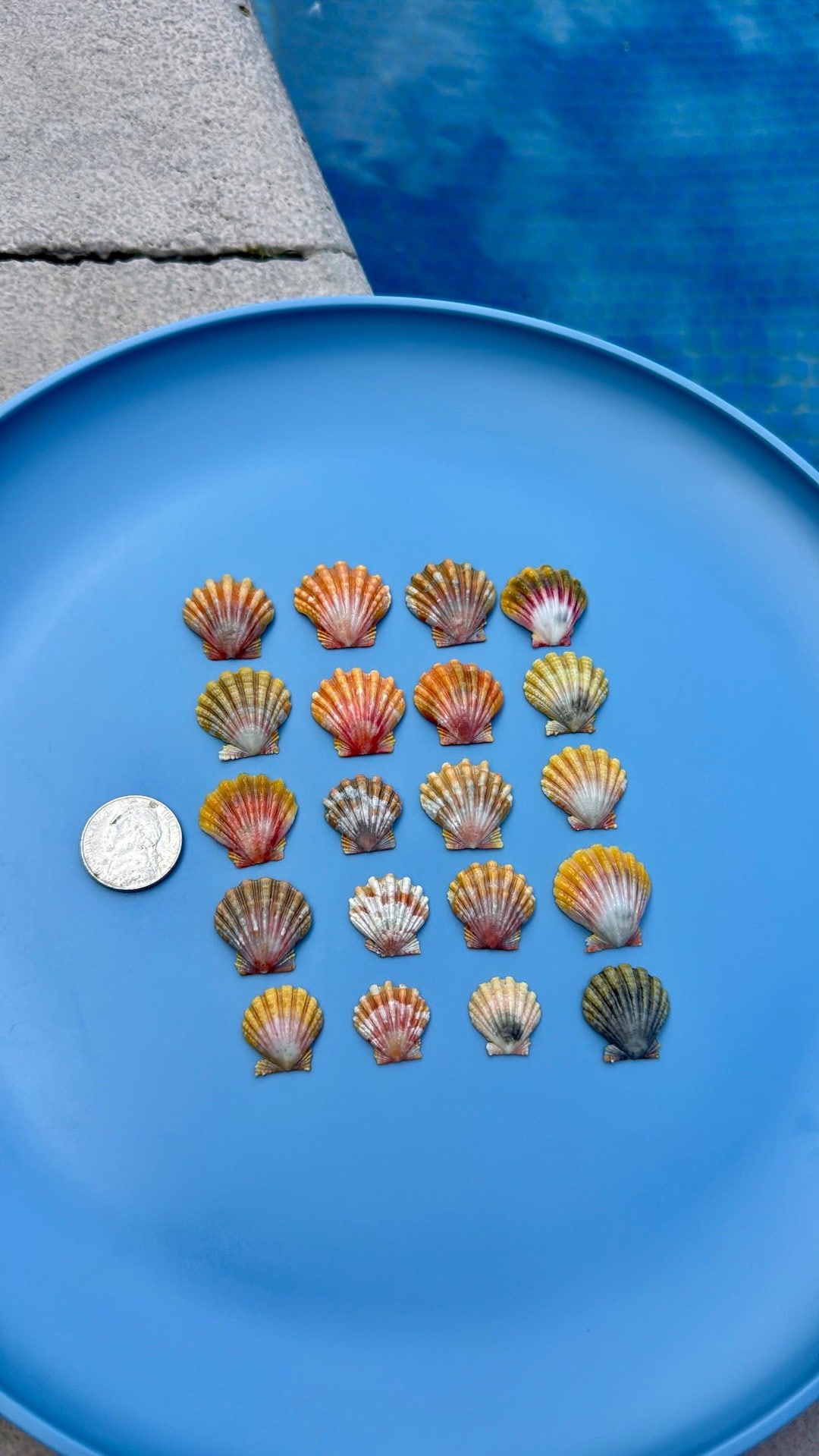 Sun Shell Thing Sunrise Shell Beautiful Sunrise Shell of Your Choice 1 Rare Hawaiian ...