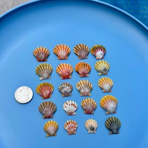 Puede incluir: Una colección de pequeñas conchas marinas coloridas dispuestas sobre un plato azul brillante. Las conchas varían en tamaño y muestran tonos de naranja, amarillo y blanco. Se incluye una moneda para comparar el tamaño. El fondo es una vista borrosa del agua.