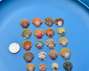 Conchiglia Sunrise Bellissima conchiglia Sunrise a tua scelta 1 Rara conchiglia Sunrise hawaiana autentica dalle Hawaii