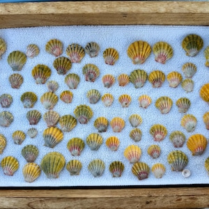 Puede incluir: Una colección de conchas marinas de varios tamaños, dispuestas sobre una toalla blanca dentro de una bandeja de madera. Las conchas muestran una gama de colores, incluyendo amarillo, verde y rosa. Las conchas son probablemente para fines decorativos o artesanales.