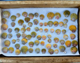 1 splendida conchiglia Sunrise a tua scelta per creare il tuo prossimo straordinario gioiello "Rare Hawaiian Authentic Sunrise Shells from Hawaii"