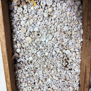 Könnte beinhalten: Eine Holzschale gefüllt mit einer Vielzahl kleiner, weißer Muscheln. Die Muscheln variieren in Größe und Form und bilden eine strukturierte Oberfläche. Der Holzrahmen der Schale bildet einen warmen Kontrast zu den kühlen Tönen der Muscheln. Die Muscheln sind weiß und cremefarben.