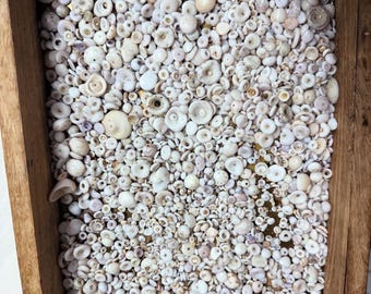 50 conchiglie Puka hawaiane naturali – Autentici ritrovamenti sulla spiaggia “CONCHIGLIE Puka”