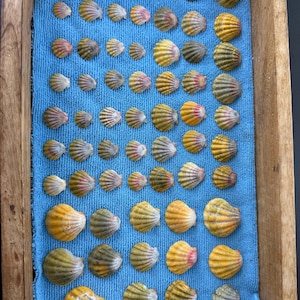 May include: A collection of various-sized seashells arranged on a blue cloth inside a wooden tray. The shells display a range of colors, including yellow, orange, and hints of pink and green. The shells are ribbed and fan-shaped, creating a natural, coastal theme.
