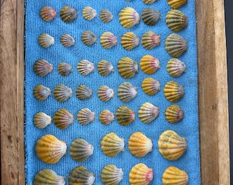 5 bellissime conchiglie dell'alba, rare conchiglie autentiche dell'alba hawaiane provenienti dalle Hawaii