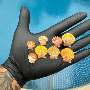 Peut inclure: Une collection de petits coquillages colorés aux tons jaunes, oranges et rouges, présentés sur une main gantée de noir. Les coquillages sont disposés sur un fond d'eau bleue, mettant en valeur leurs textures et motifs naturels.