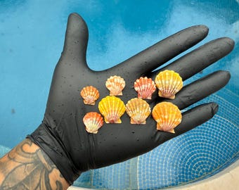 Bellissima conchiglia alba "rosso-arancione o rosa" a tua scelta 1 rara conchiglia alba hawaiana autentica dalle Hawaii