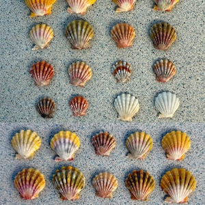 May include: A collection of seashells in different sizes and hues, such as yellow, orange, white, and purple. The shells are displayed on a textured, light blue surface, highlighting their natural beauty and detailed patterns.