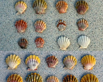 サンライズシェル ハワイ産 ナチュラルカラー - Etsy 日本