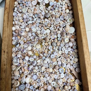 Puede incluir: Una bandeja de madera llena de una variedad de pequeñas conchas marinas. Las conchas son principalmente blancas, beige y moradas, con una mezcla de formas y tamaños. La bandeja tiene un acabado de madera natural y forma rectangular.