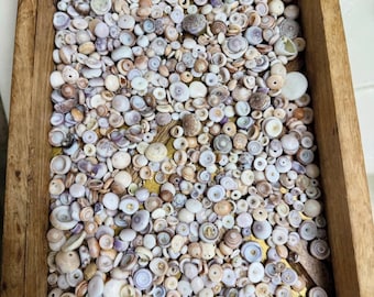 50 conchiglie Puka hawaiane naturali – Autentici ritrovamenti sulla spiaggia “CONCHIGLIE Puka”