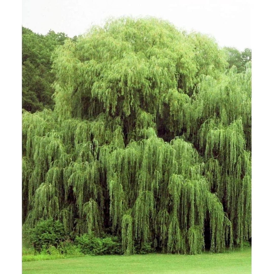 Exciting Weeping Willow Seeds Gallery
