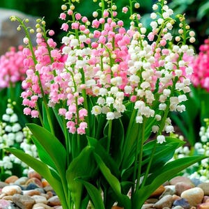 Lily of the Valley Seeds – Fragrant Perennial Garden Flowers
