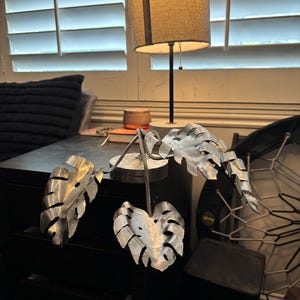 Queso suizo Planta de interior