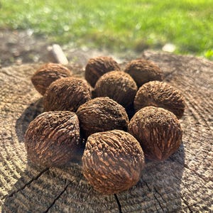 May include: A cluster of brown, textured walnuts, arranged on a weathered wooden surface. The walnuts have a rough, ridged exterior, and are illuminated by natural sunlight. The background features green grass, suggesting an outdoor setting.