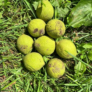 May include: A collection of eight round, green black walnuts with textured, husked outer shells. The walnuts vary slightly in size and shape, displaying natural brown spots and surface cracks on their firm, fibrous exteriors, arranged in a cluster.