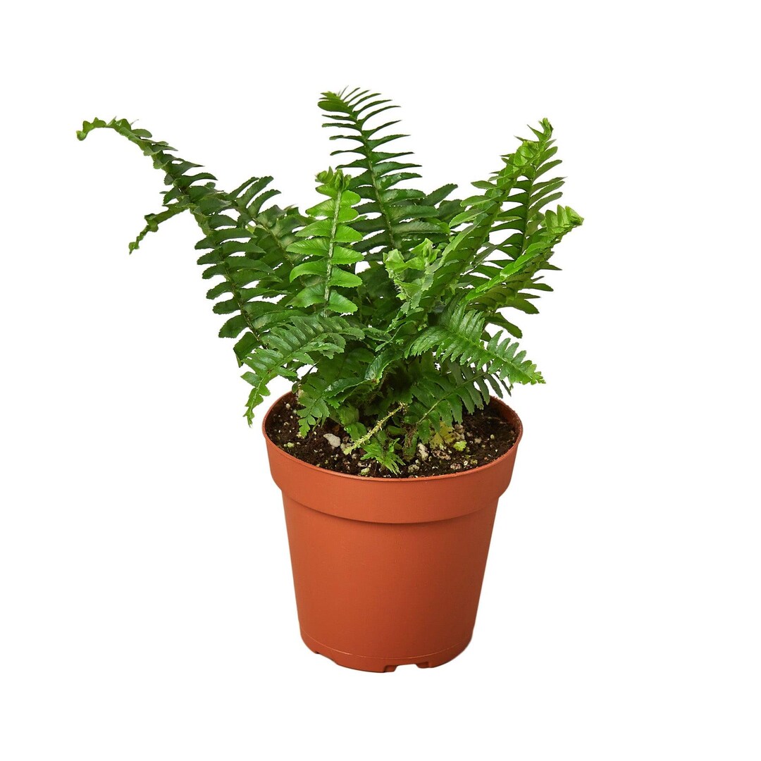 Compact Fern Tree Jester’s Crown Fern – Compact Low-maintenance Indoor Fern - Etsy