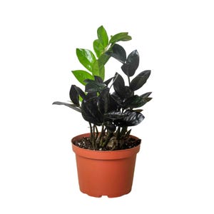 May include: A potted ZZ plant with glossy, dark green and black leaves. The plant is in a terracotta-colored plastic pot. The plant has a mix of light green and dark green leaves.
