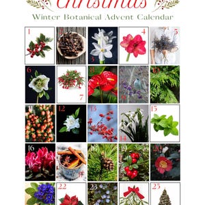 May include: A Christmas-themed advent calendar featuring botanical images. The calendar includes images of holly berries, cloves, flowers, herbs, and a decorated Christmas tree. The text "Christmas Winter Botanical Advent Calendar" is at the top.