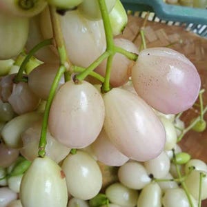 Puede incluir: Primer plano de un racimo de frutos blancos y rosas, posiblemente uvas o bayas. La fruta tiene una superficie lisa y brillante y está unida a tallos verdes. Los colores varían del blanco pálido a un suave tono rosado.
