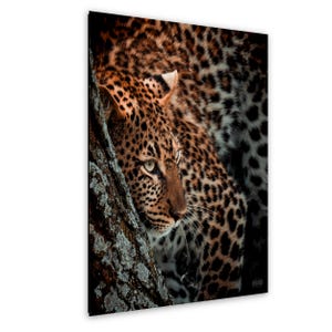 May include: A close-up of a leopard's face and upper body, partially obscured by a tree trunk. The leopard has a tan coat with black spots and piercing green eyes. The image is a print on a white background.