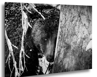 May include: Monochrome image of a bear partially hidden behind a tree. The bear's dark fur contrasts with the snow-dusted branches. The photograph captures a moment of observation in a snowy woodland environment.