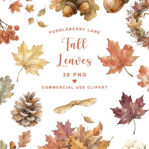 Könnte beinhalten: Eine Sammlung von Aquarellillustrationen mit herbstlichen Elementen wie Ahornblättern, Eichenblättern, Eicheln, einem Tannenzapfen, roten Beeren, Baumwolle und einem Kranz. Der Text lautet PUDDLEBERRY LANE Fall Leaves 36 PNG COMMERCIAL USE CLIPART.